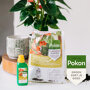 Pokon Anthurium Voeding sfeer